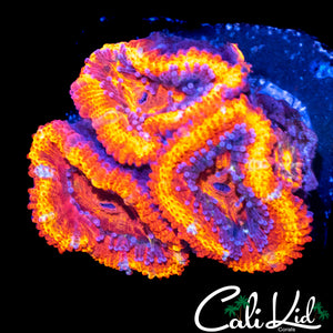 ULTIMATE RAINBOW ACAN QUAD
