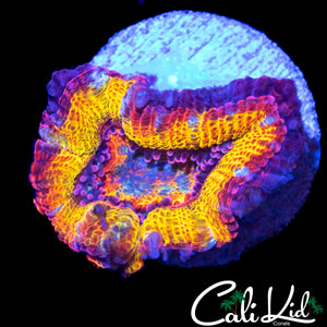 CK ABERRAMA GOLD ACAN