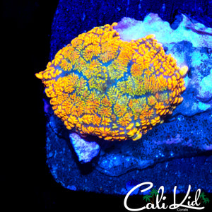 BLINDING RAINBOW RHODACTIS