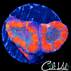 SUPERMAN ASIAN ACAN DOUBLE