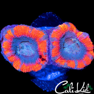 SUPERMAN ASIAN ACAN DOUBLE