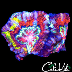 BOZO WILSONI CHUNK