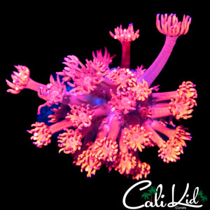 RAZZLEBERRY GONI