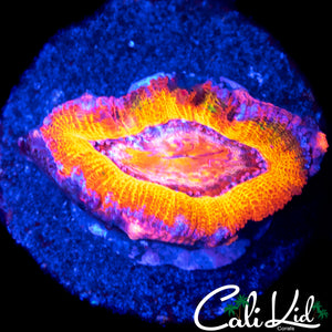 CK GUMMI BEAR ACAN W/ BABY