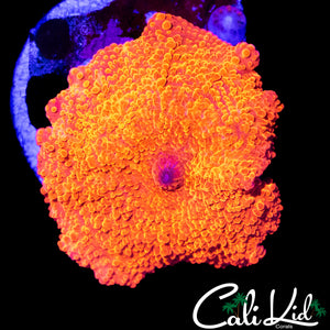 XL FLAMIN DISCO SHROOM