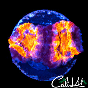 MYSTERY ACAN DOUBLE