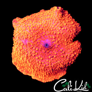 XL FLAMIN DISCO SHROOM