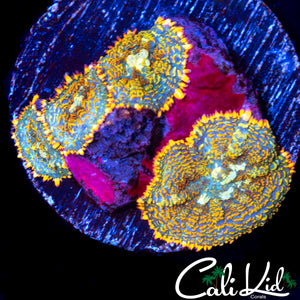 RED RHODACTIS MORPH QUAD ROCK