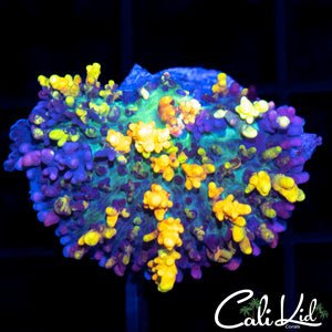 Stunning Magic Carpet Mushroom