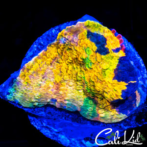 CK Huracan Chalice