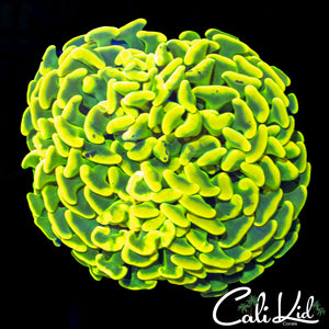 Super Bright Splatter Branching Hammer