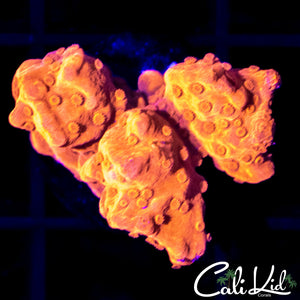 Ultra Setosa Frag