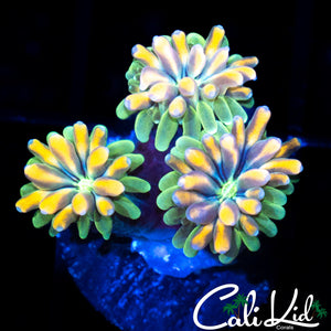 CK Kaleidoscope Galaxia