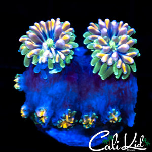 CK Kaleidoscope Galaxia