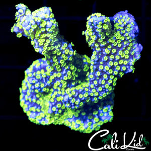 Tubbs Stellata Chunk