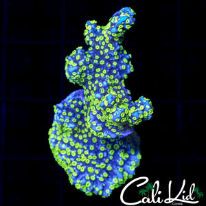 Tubbs Stellata Chunk