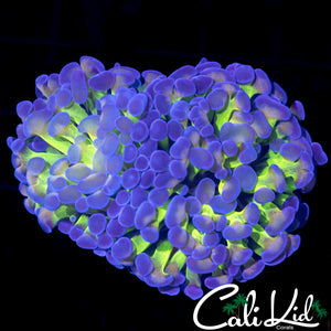 Purple / Green Branching Hammer
