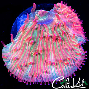 Large Watermelon Diaseris Frag