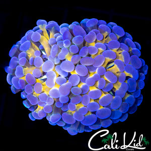 Golden Branching Hammer