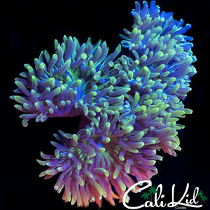 CK Eyelash Duncan Mini Colony