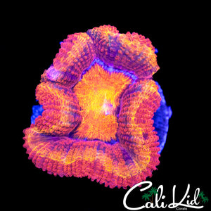 Ultra Rainbow Acan Lord