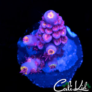 Pink Polyp Rainbow Tenius