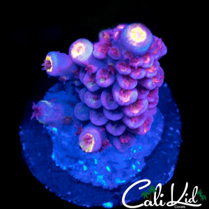 Pink Polyp Rainbow Tenius