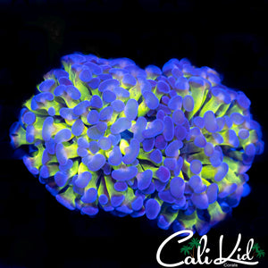 Purple / Green Branching Hammer