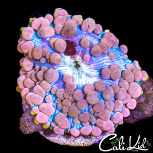 Large Neptune Bounce Shroom