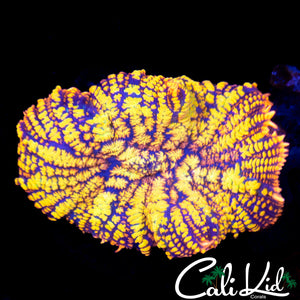 Super Bright Maui Wowie Shroom