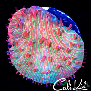 Watermelon Diaseris