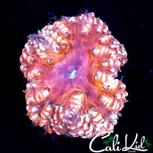 Ultra Pink Bubble Blasto