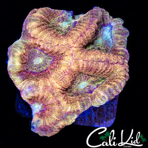 Ultra Speckled Favia