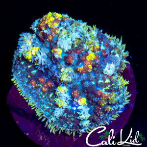CK Rainbow Bounce Mushroom