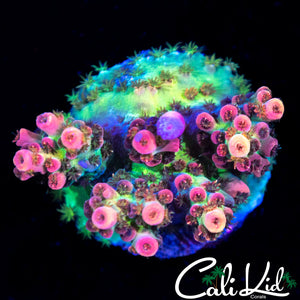 Ultra Rainbow Acro