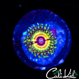 Little Shop of Horrors Zoa