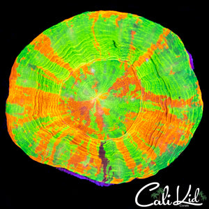 Purple Stripe Reverse Bleeding Apple Scoly