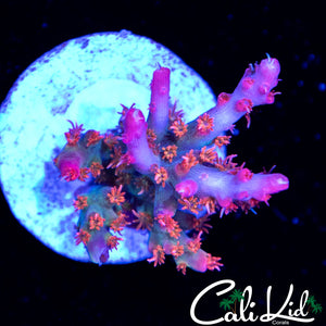 Ultra Rainbow Acro