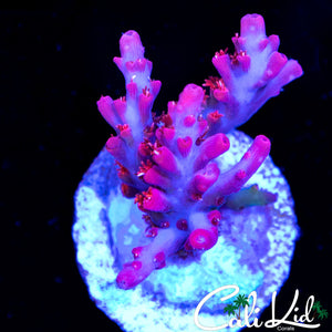 Confetti Type Frag