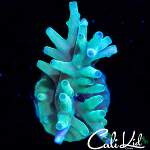 Hawkins Echinata