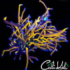 Indo Gold Torch