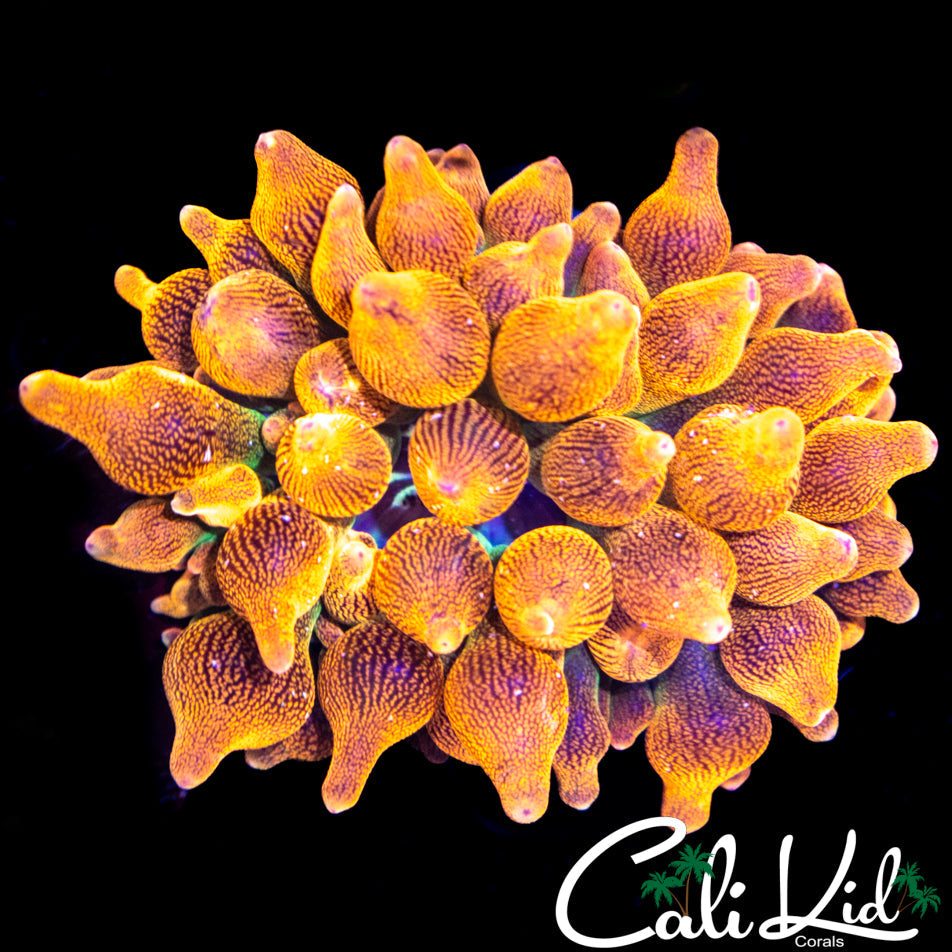 CK Rainbow Anemone
