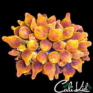 CK Rainbow Anemone