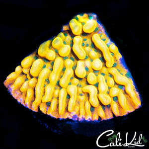 Rainbow Phoenix Monti Chunk