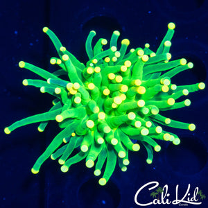 Rare Yellow Tip Indo Torch