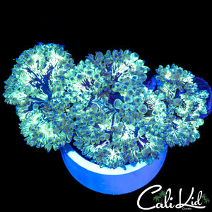 Blue Tip Swirl Elegance
