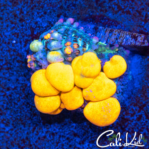 Big Bubble OG Bounce