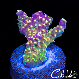 Rainbwo Loom Frag