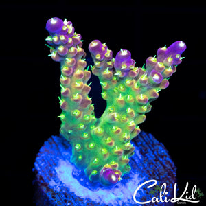 Rainbow Loom Frag