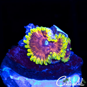 Jamba Juice Zoa Double